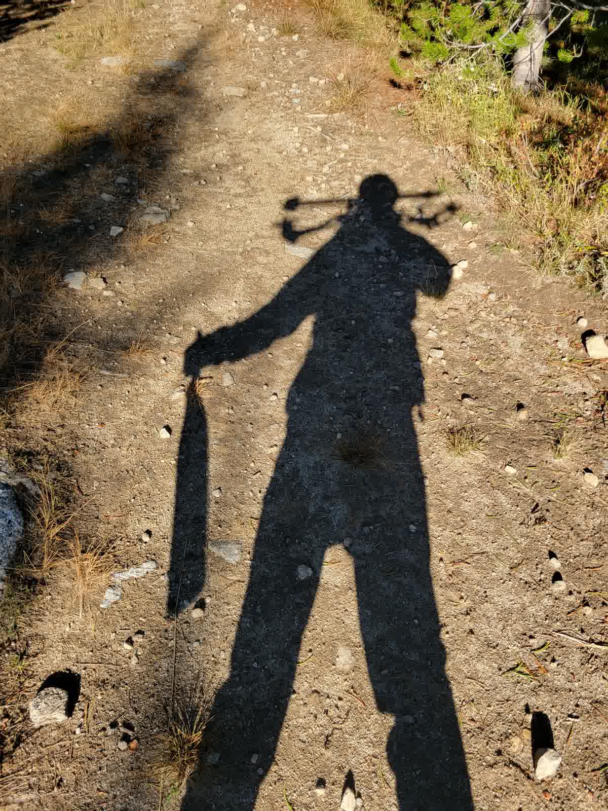 Bowhunter's shadow on a dirt trail in western pine forest, compound bow on shoulder